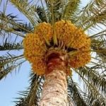 نخيل البلح