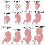 مراحل نمو الجنين فى الرحم