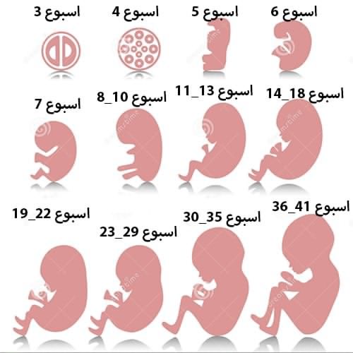 مراحل نمو الجنين فى الرحم أبلة ظاظا