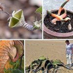 15 نوع من اغرب النباتات النادرة