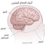 المخ