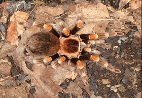 Brachypelma smithi 0001 L.D.jpg