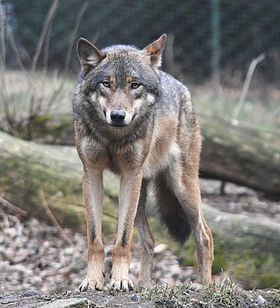 European grey wolf in Prague zoo.jpg