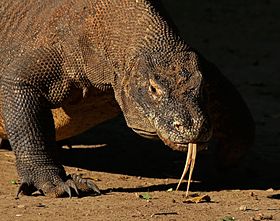 Komodo dragon (Varanus komodoensis).jpg