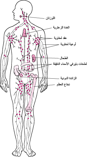 الجِهَاز اللِّمفِي: المساعدة في الدفاع عن العدوى